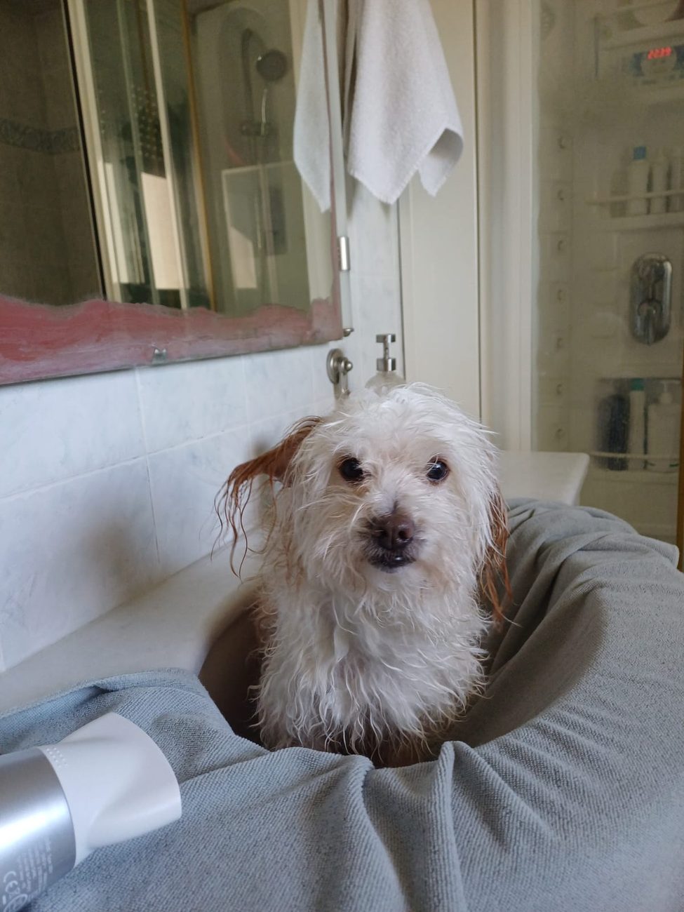 A freshly washed little dog wrapped in a towel