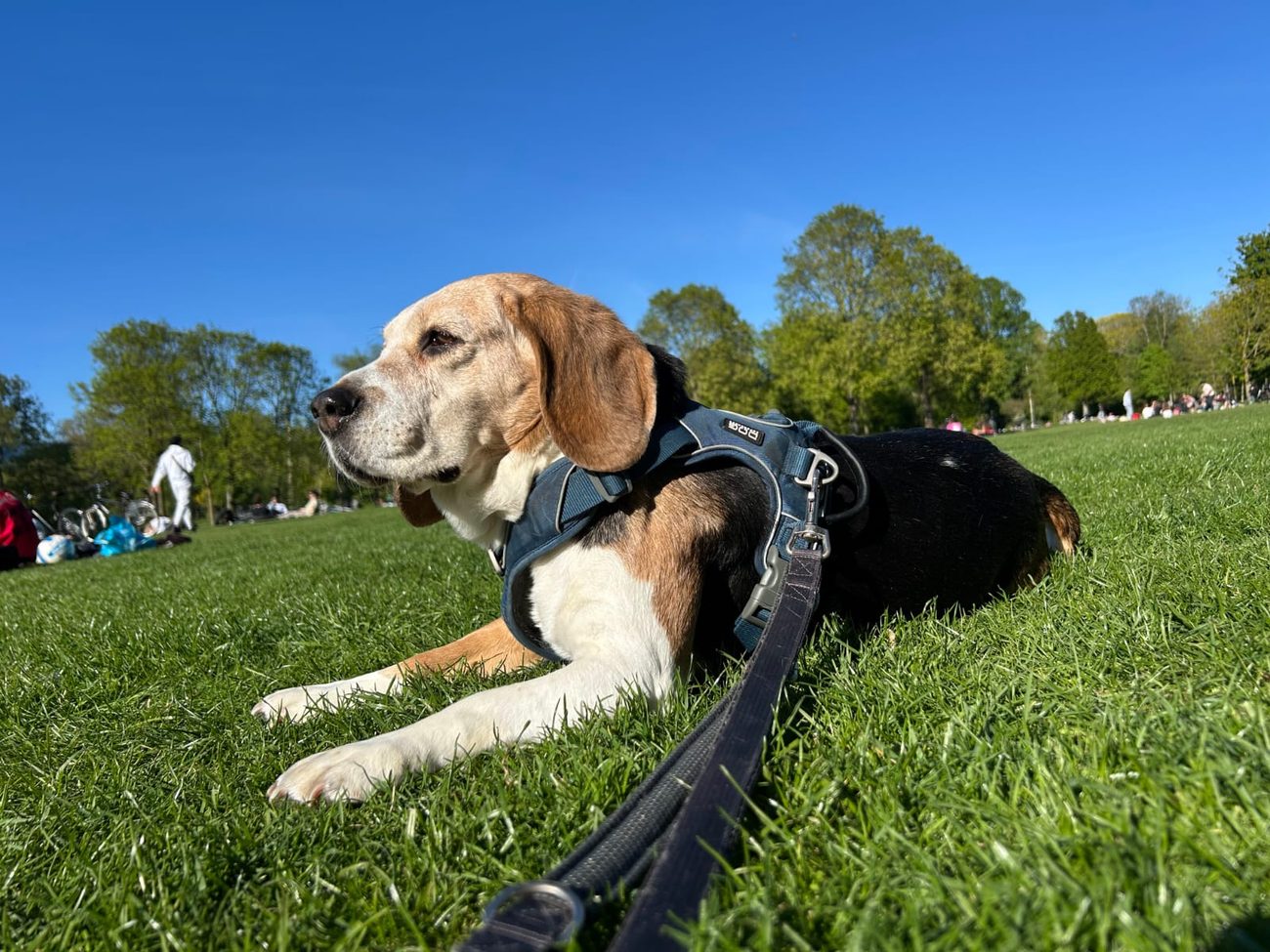 Emma the beagle lounging on a sunny park lawn