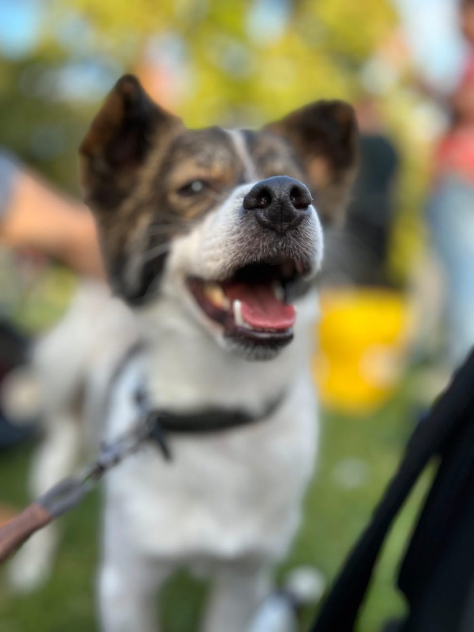 A happy scruffy dog grinning in the park